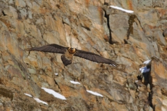 Bearded vulture