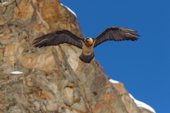 Bearded vulture
