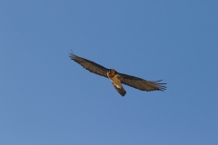 Bearded vulture