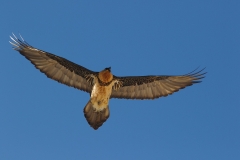 Bearded vulture